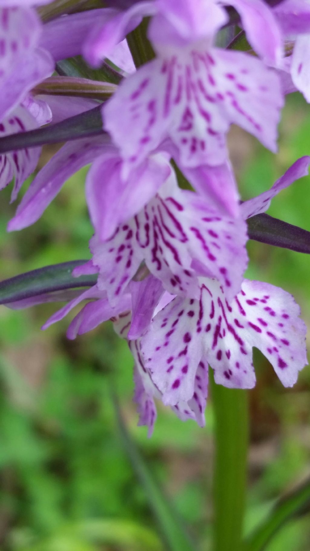 Dactylorhiza da id.